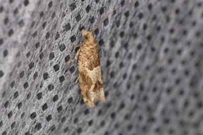 <i>Crocidosema plebejana</i>