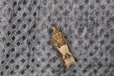<i>Crocidosema plebejana</i>