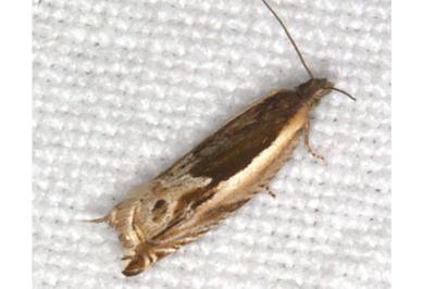 <i>Ancylis apicella</i>