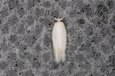 <i>Opostega salaciella</i>