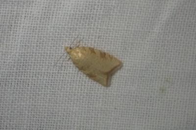 <i>Aleimma loeflingiana</i>