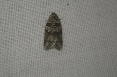 <i>Cnephasia</i>