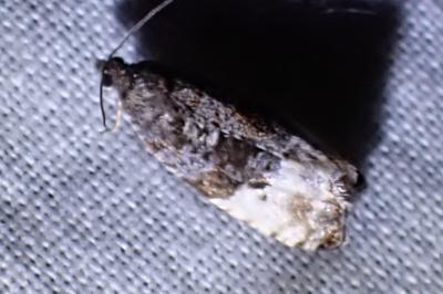 <i>Hedya nubiferana</i>