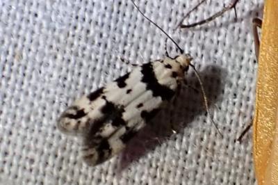 <i>Pseudotelphusa scalella</i>
