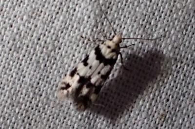 <i>Pseudotelphusa scalella</i>