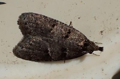 <i>Luquetia lobella</i>