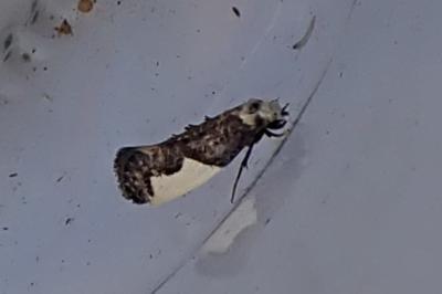 <i>Monopis monachella</i>
