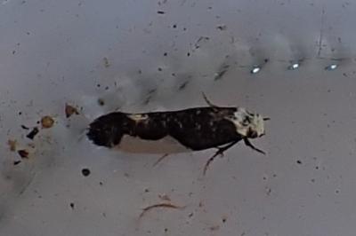 <i>Monopis monachella</i>