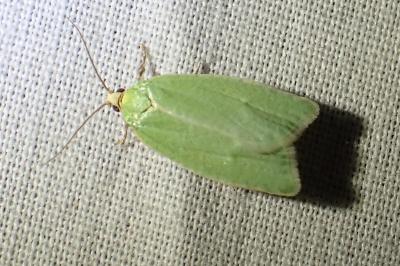 <i>Tortrix viridana</i>