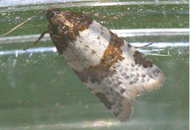 <i>Periclepsis cinctana</i>
