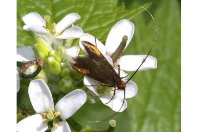<i>Cauchas rufimitrella</i>