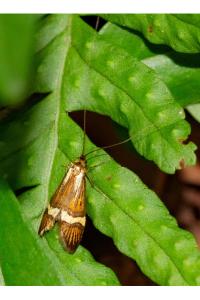 <i>Nemophora degeerella</i>