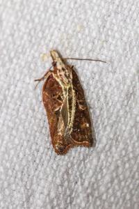 <i>Acleris cristana</i>