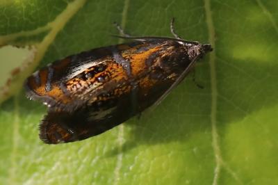 <i>Olethreutes arcuella</i>