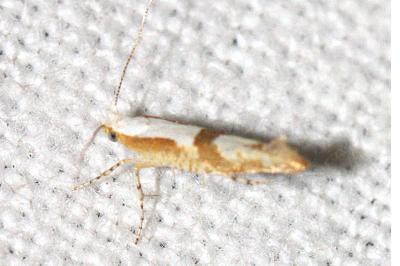 <i>Argyresthia bonnetella</i>