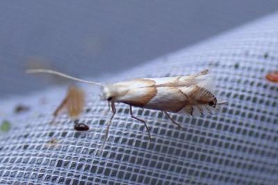 <i>Phyllonorycter roboris</i>