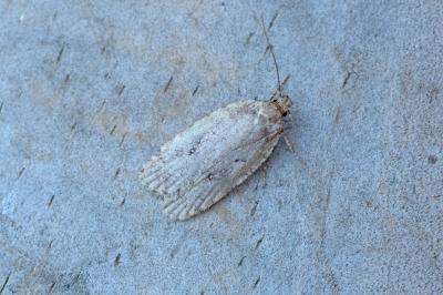<i>Agonopterix</i>