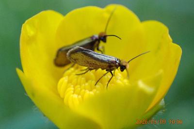 <i>Micropterix calthella</i>
