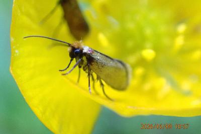 <i>Micropterix calthella</i>