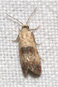 <i>Pontoturania posterana</i>