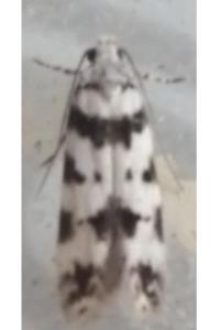 <i>Pseudotelphusa scalella</i>