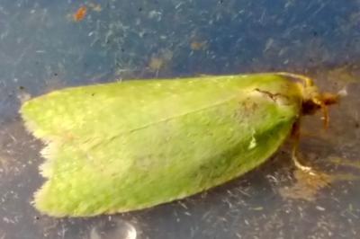 <i>Tortrix viridana</i>