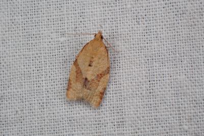 <i>Clepsis consimilana</i>