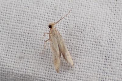 <i>Metzneria aprilella</i>
