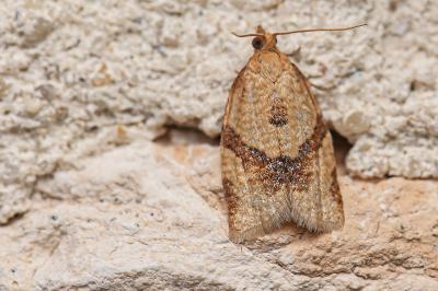 <i>Clepsis consimilana</i>