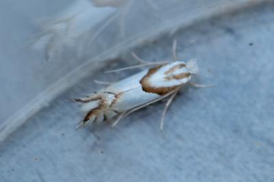 <i>Phyllonorycter roboris</i>