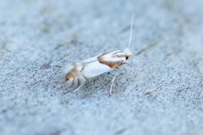 <i>Phyllonorycter roboris</i>
