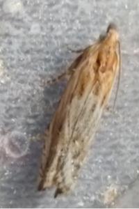 <i>Eucosma gr. cana</i>