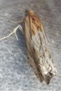 <i>Eucosma gr. cana</i>