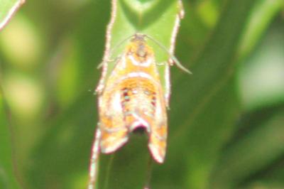<i>Olethreutes arcuella</i>