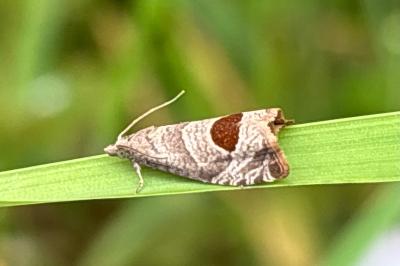 <i>Notocelia uddmanniana</i>