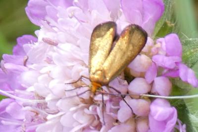 <i>Nemophora metallica</i>