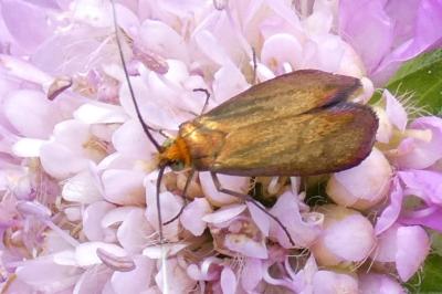 <i>Nemophora metallica</i>