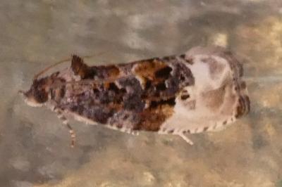 <i>Hedya nubiferana</i>