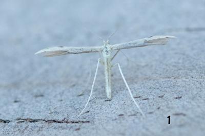 <i>Adaina microdactyla/Hellinsia  carphodactyla</i>