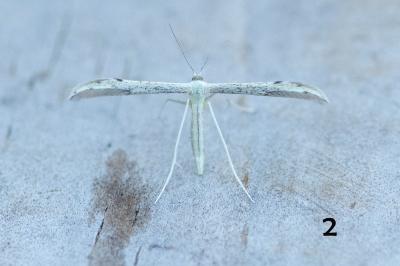 <i>Adaina microdactyla/Hellinsia  carphodactyla</i>