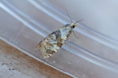 <i>Phalonidia manniana</i>