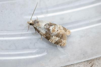 <i>Phalonidia manniana</i>