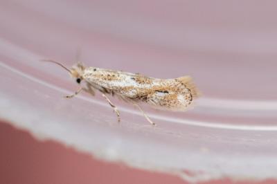 <i>Bucculatrix</i>