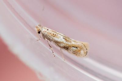 <i>Bucculatrix</i>