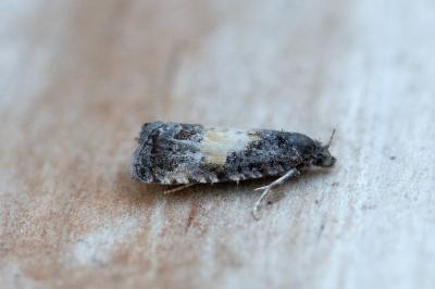 <i>Endothenia nigricostana</i>