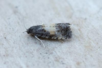 <i>Endothenia nigricostana</i>