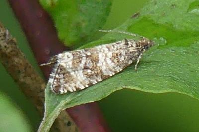 <i>Celypha cespitana</i>