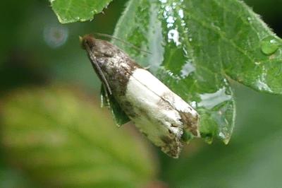 <i>Notocelia roborana</i>