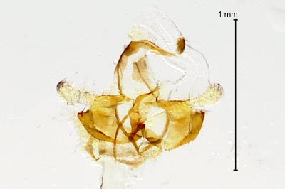 Coleophora frischella