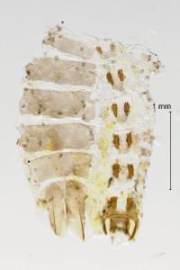 Coleophora frischella